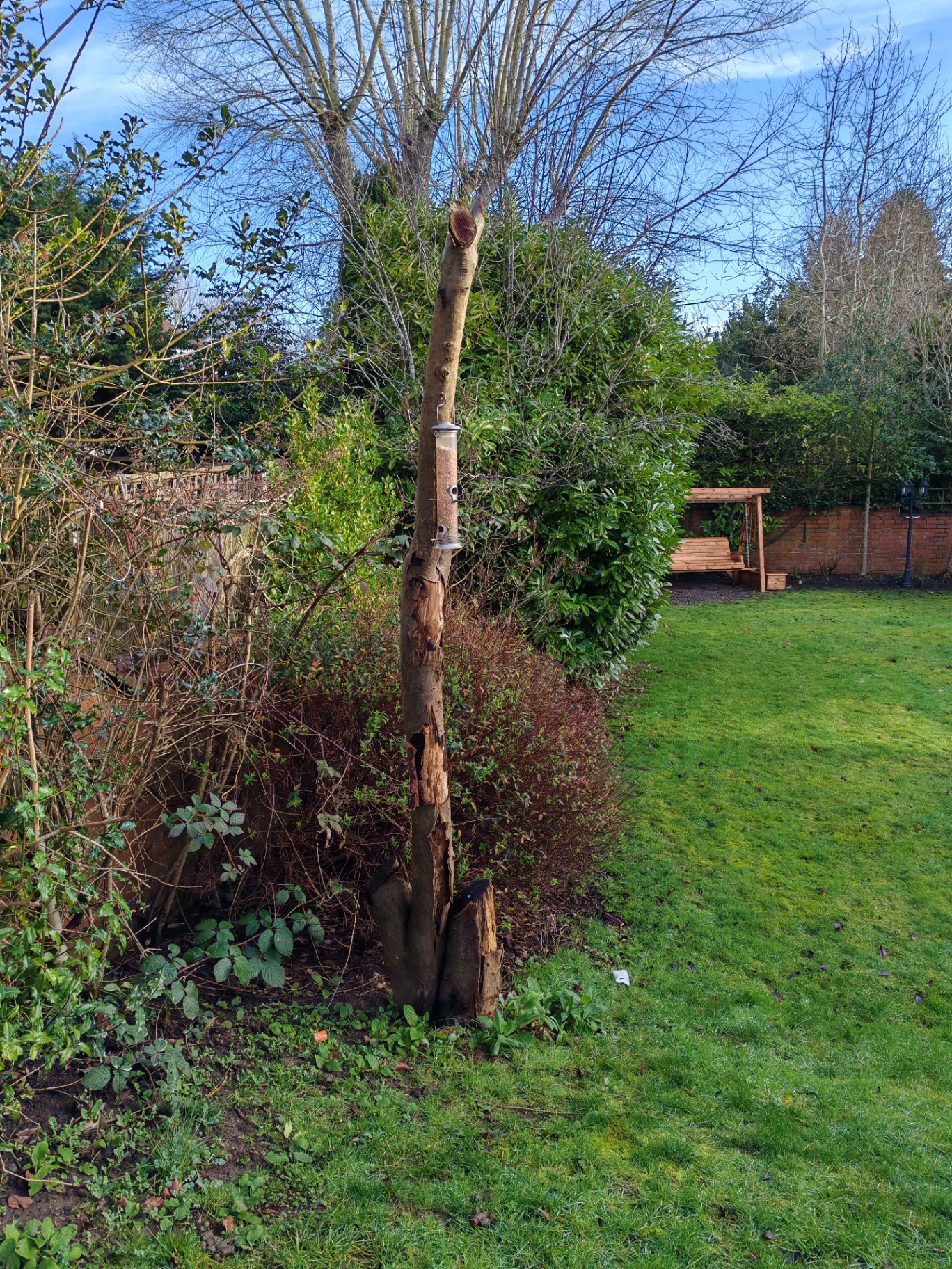 Overgrown garden corner before clearance