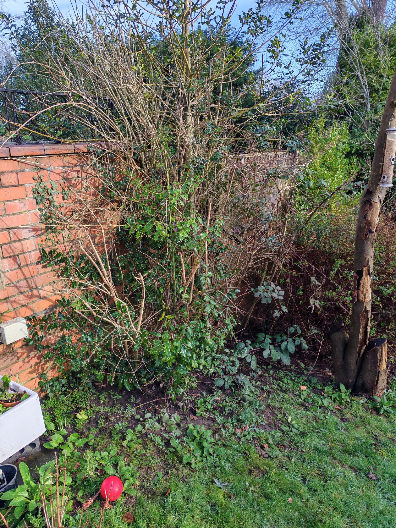 Garden clearance in progress