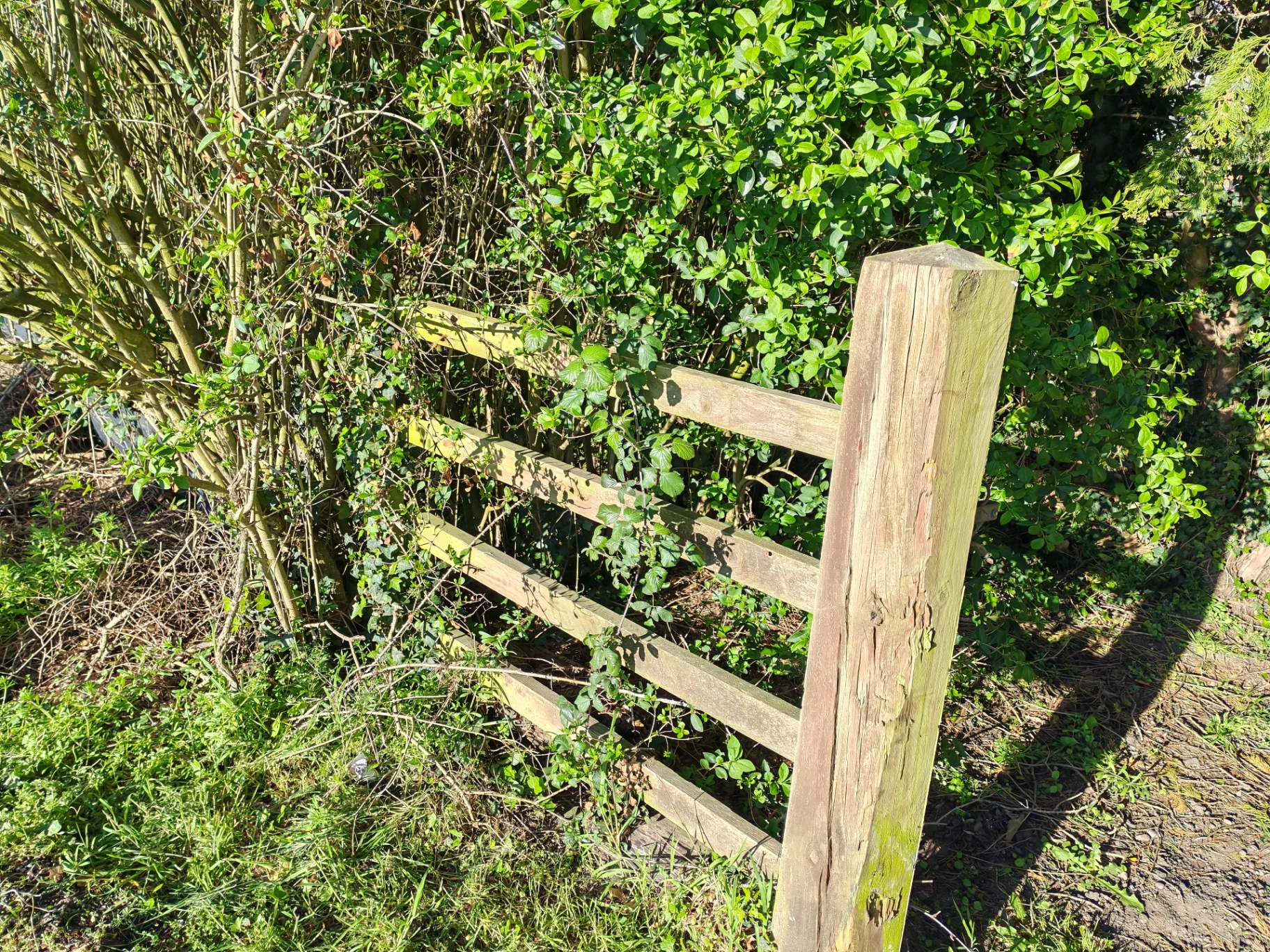 Old fence line overgrown with bushes and weeds